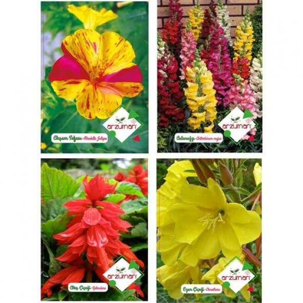 Arzuman Akşam Sefası Aslan Ağzı Ateş Çiçeği Ezan Çiçeği Tohumu ürün görseli 1