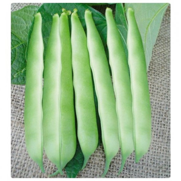 Arzuman Fasulye (Oturak) 50 Gram ürün görseli 1