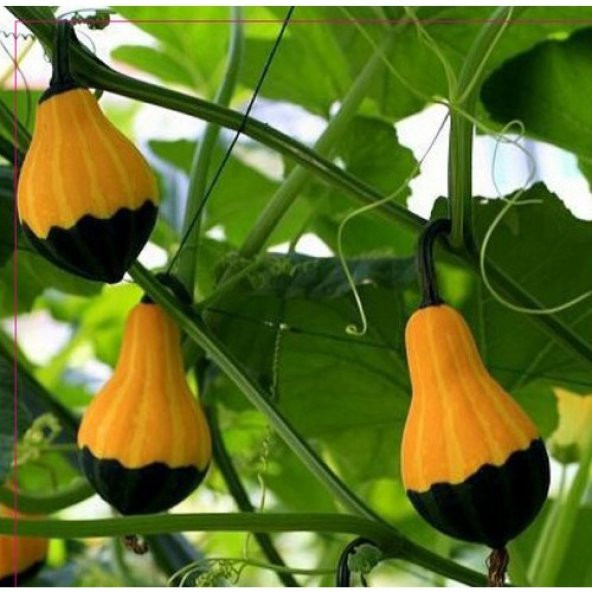 Arzuman Süs Kabağı Tohumu 10 Adet ürün görseli 1