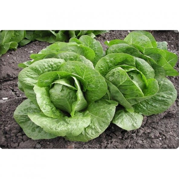 Arzuman Yedikule Marul Tohumu (10 Gr)Göbekli Marul - 2
