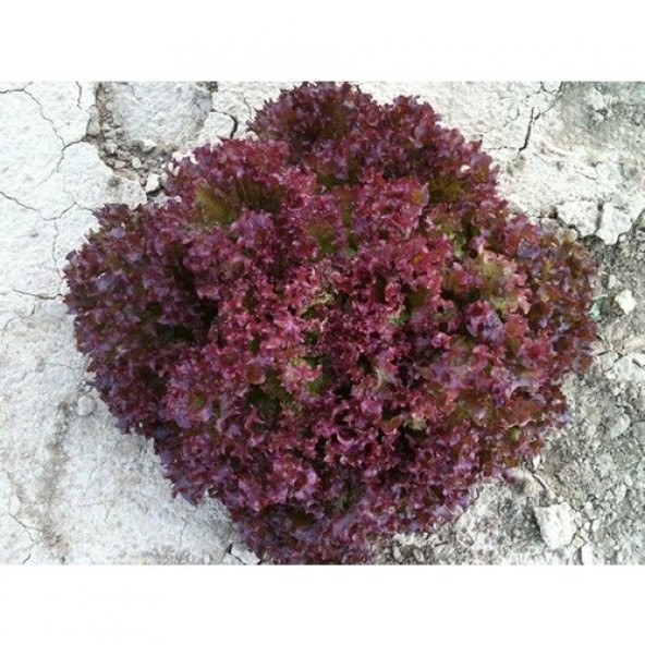 Arzuman Marul Tohumu Kırmızı Kıvırcık 5 g