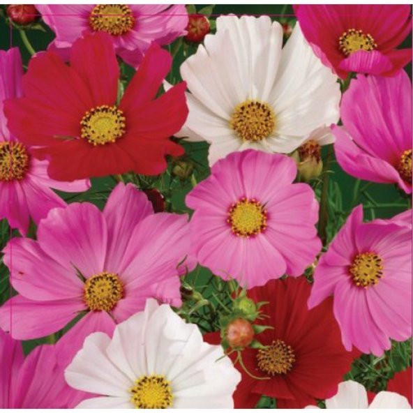 Arzuman Kozmos Tohumu 30 Adet ürün görseli 1