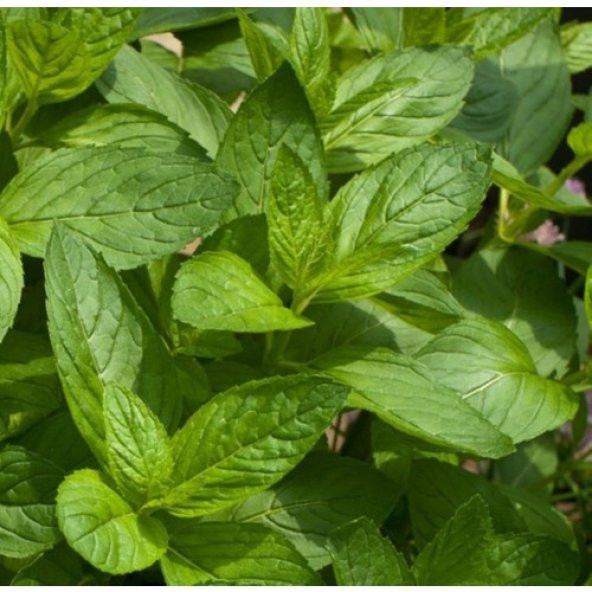 Arzuman Nane Sebze Tohum 100 Adet ürün görseli 1