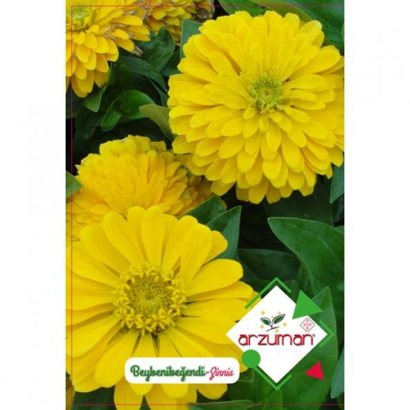 Arzuman Beybenibeğendi Çiçeği 30 Tohum ürün görseli 1