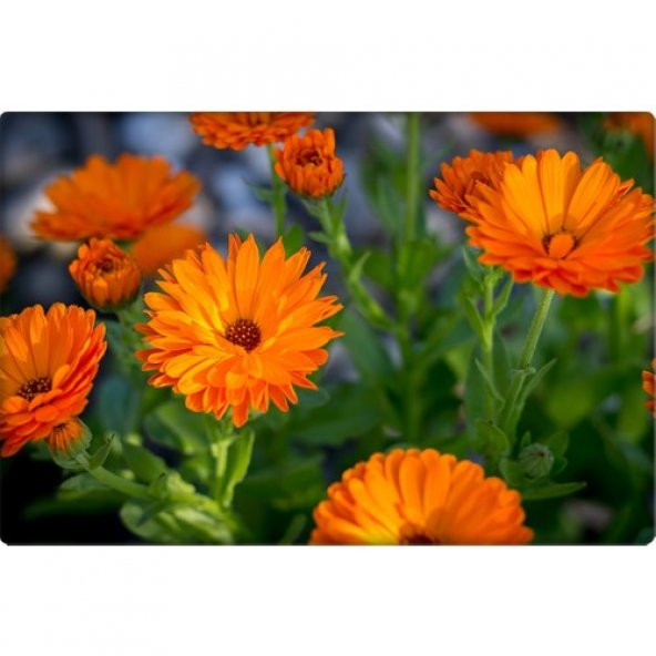 Arzuman Portakal Nergisi Tohumu 30lu ürün görseli 1