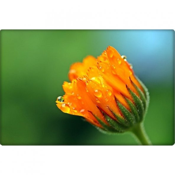 Arzuman Portakal Nergisi Tohumu 30lu - Resim 3