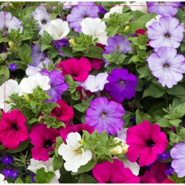 Arzuman Petunya Tohumu 100 Adet ürün görseli 1