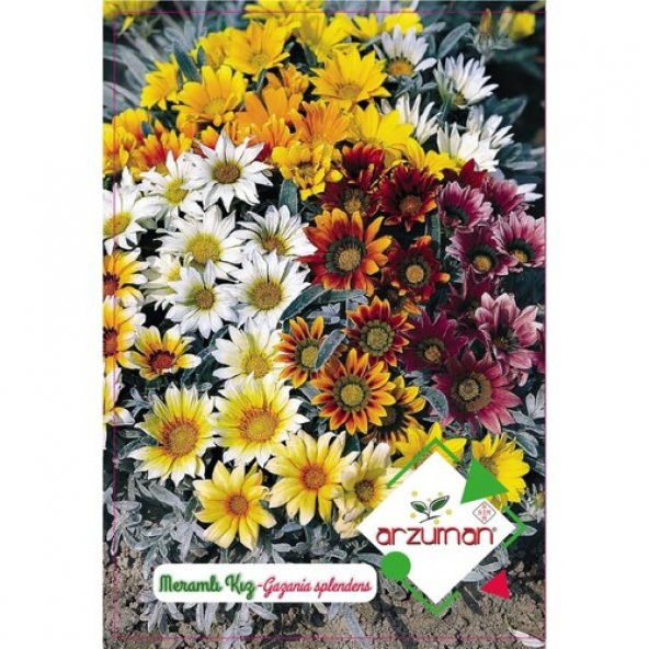 Arzuman Meramlı Kız Çiçeği Tohumu (20 Adet)
