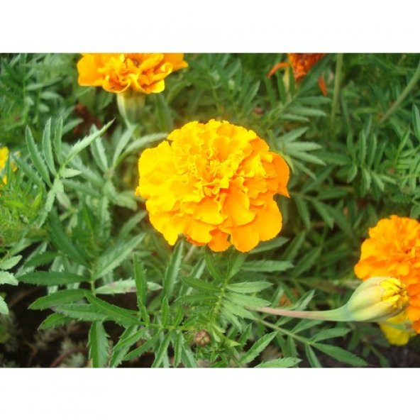 Arzuman Kadife Çiçeği 50 Tohum ürün görseli 1