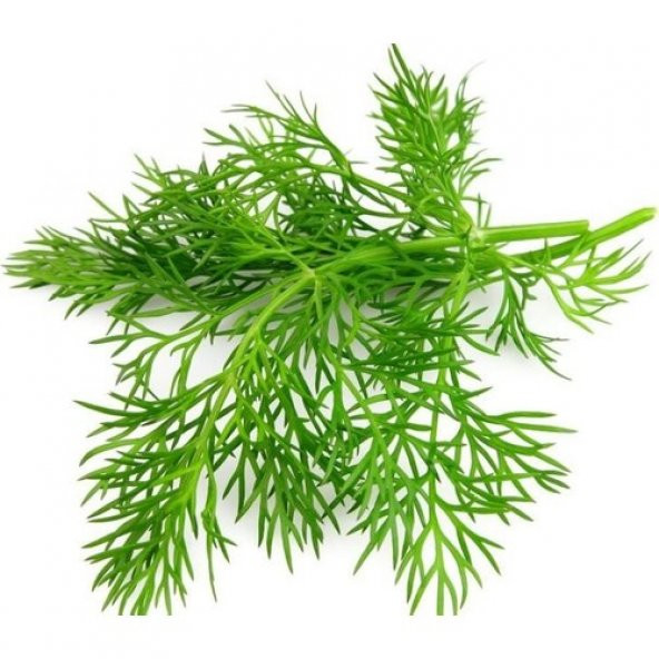 Arzuman Dereotu 10 Gram ürün görseli 1