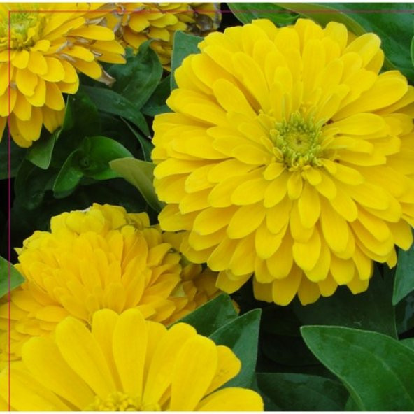 Arzuman Beybenibeğendi Tohumu 30 Adet ürün görseli 1