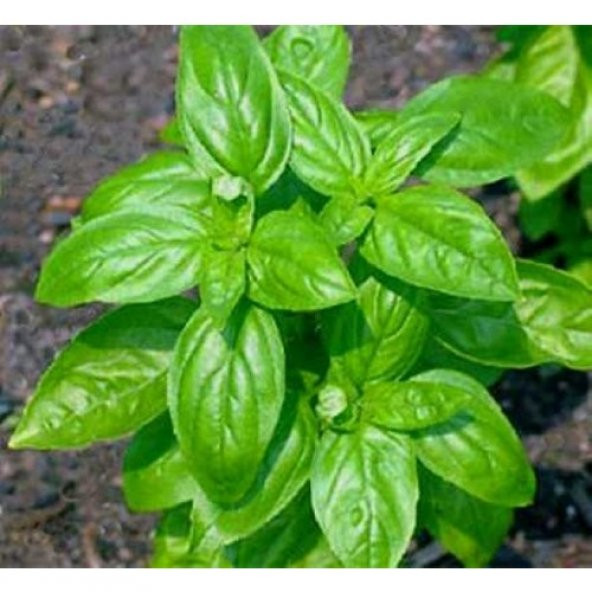 Arzuman Top Reyhan Tohumu 100 Adet ürün görseli 1