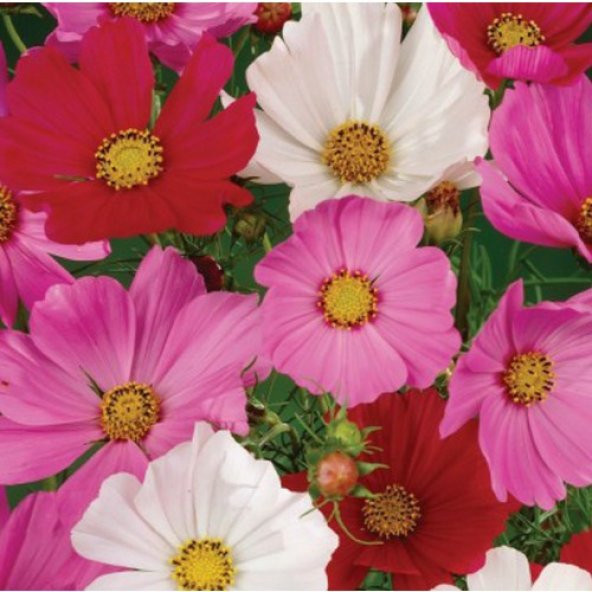 Arzuman Kozmos Çiçeği 30 Tohum ürün görseli 1