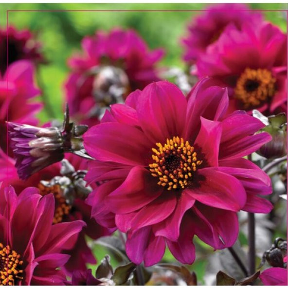 Arzuman Dahlia Tohumu 30 Adet ürün görseli 1