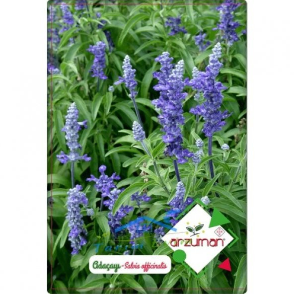 Arzuman Adaçayı Tohumu (50 Adet) ürün görseli 1