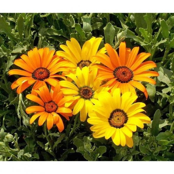 Arzuman Afrika Papatyası Rudbeckıa 100 Adet ürün görseli 1
