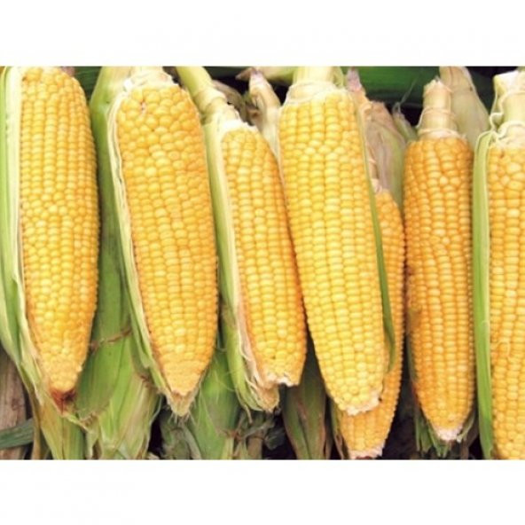 Arzuman Mısır (Tatlı) 25 Gram ürün görseli 1