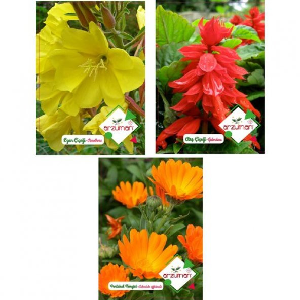 Arzuman Ezan Çiçeği Ateş Çiçeği Portakal Nergisi Tohumu