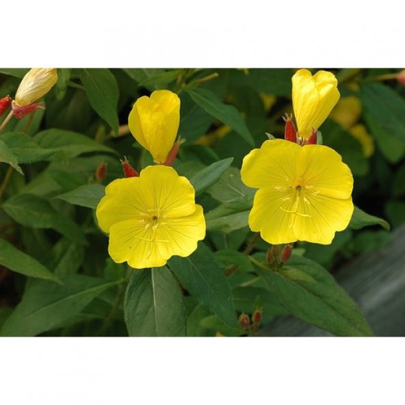 Arzuman Ezan Çiçeği (oenothera) 100 Adet