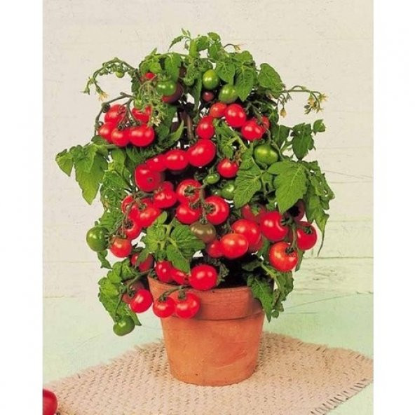 Arzuman Cherry Domates Tohumu Pinpon 250li - Resim 2
