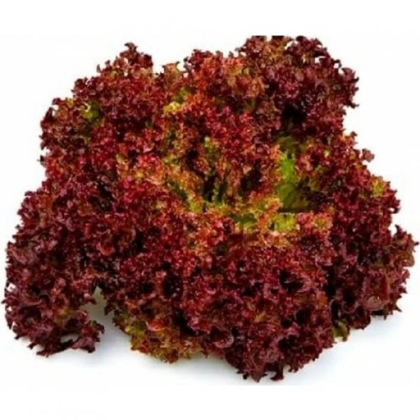 Arzuman Kırmızı Marul Tohumu (Kırmızı Kıvırcık) 5 gr - 3
