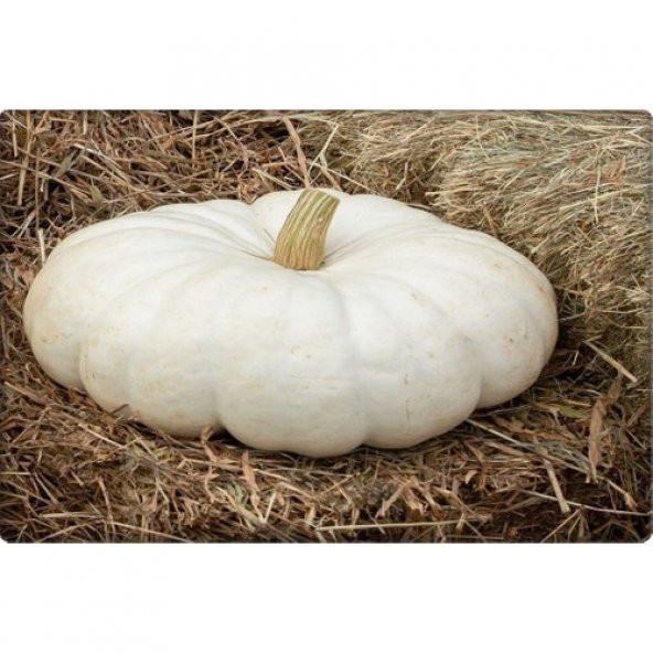 Arzuman Balkabağı Tohumu Arıcan 97 (10 gr) En Iyi Çeşit - Resim 3