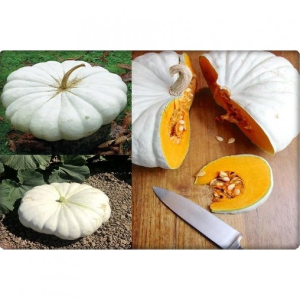 Arzuman Balkabağı Tohumu Arıcan 97 (10 gr) En Iyi Çeşit - Resim 4