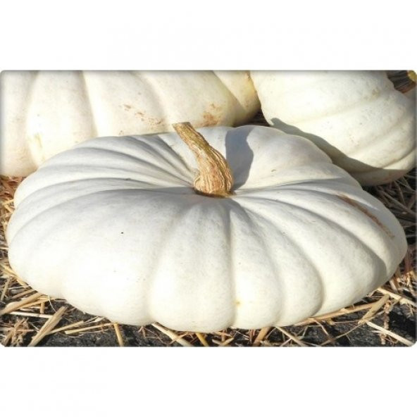 Arzuman Balkabağı Tohumu Arıcan 97 (10 gr) En Iyi Çeşit - Resim 5