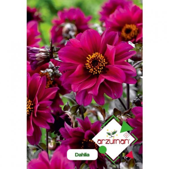 Arzuman Dahlia (Dahlia) Çiçek Tohumu 30lu ürün görseli 1