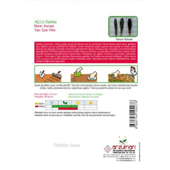 Arzuman Dahlia (Dahlia) Çiçek Tohumu 30lu - Resim 2