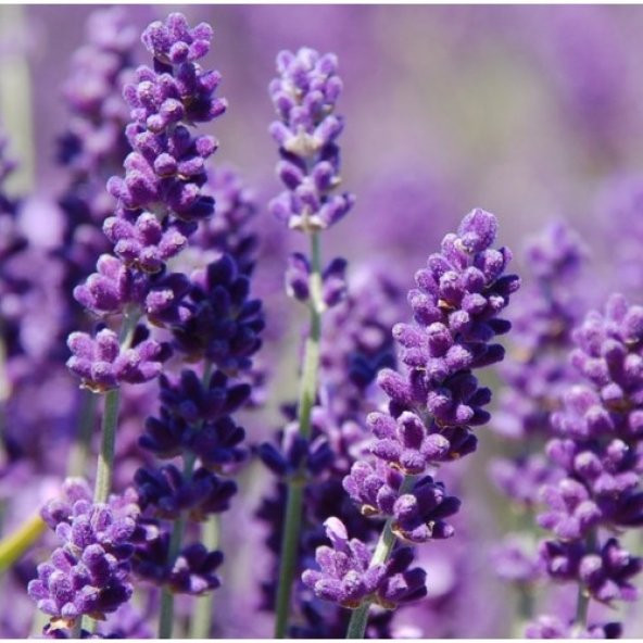 Arzuman Lavanta Çiçeği 100 Tohum