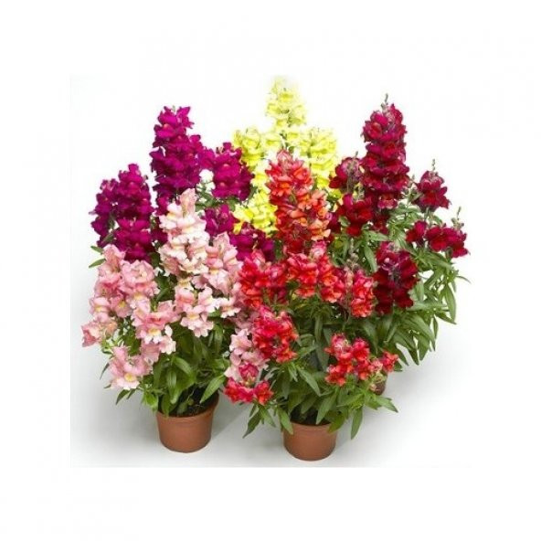 Arzuman Sim-Arzuman Aslanağzı Çiçeği Tohumu (100 Adet)