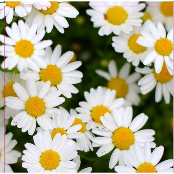 Arzuman Papatya Tohumu 100 Adet ürün görseli 1