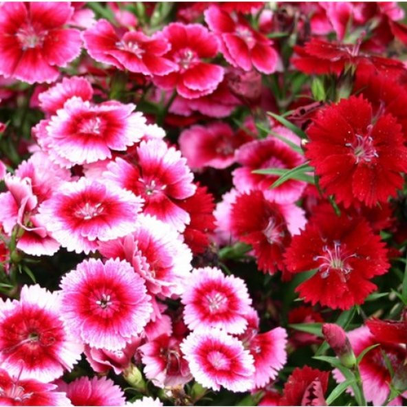 Arzuman Çin Karanfili 100 Tohum ürün görseli 1