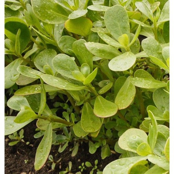 Arzuman Semizotu (İri Yapraklı) 10 Gram ürün görseli 1