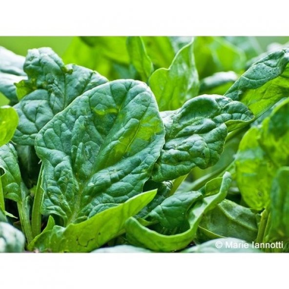 Arzuman Geniş Yapraklı Ispanak Tohumu 25 Gram - Resim 2