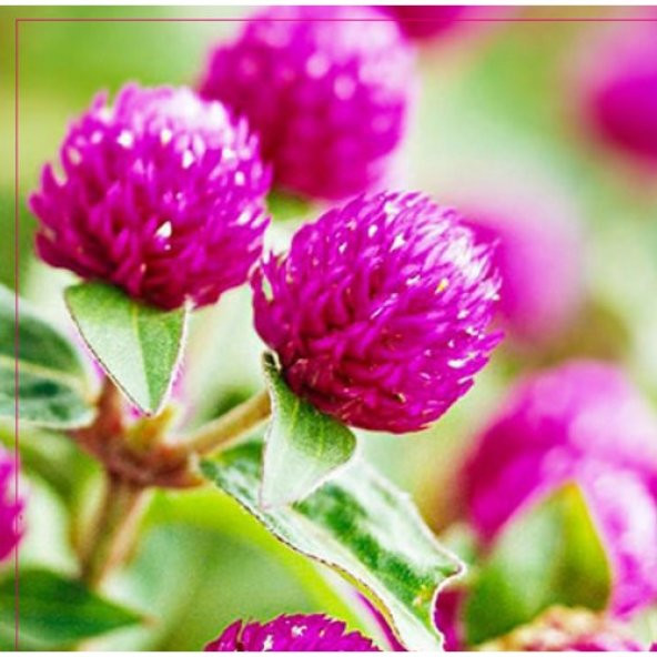 Arzuman Hanım Düğmesi Tohumu 20 Adet ürün görseli 1