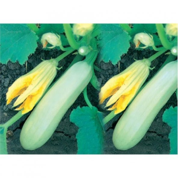 Kabak Sakız Tohumu (10 Gr) ürün görseli 1