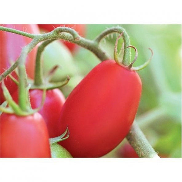Domates Rıo Grande Tohumu (5 Gr) ürün görseli 1