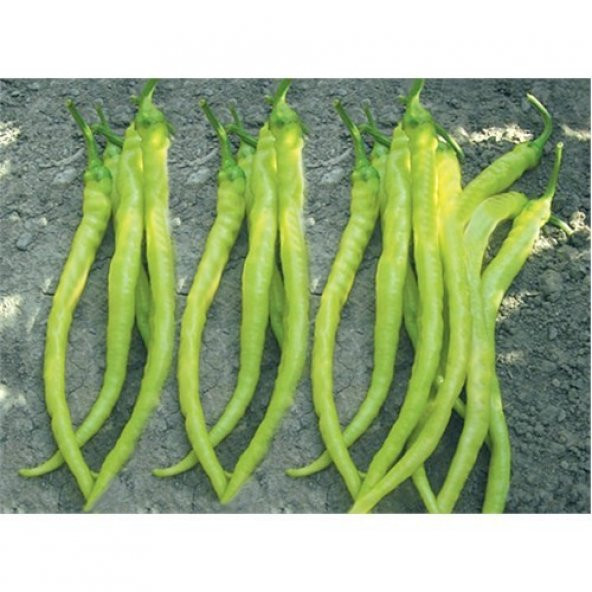 Biber Sarı Sivri Çorbacı Tohumu (10 Gr) ürün görseli 1