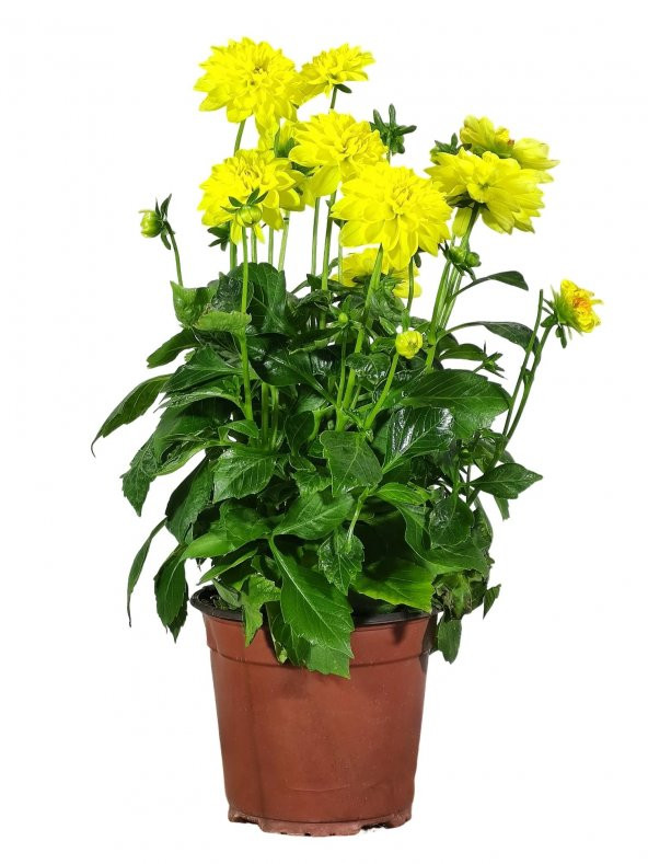 Yıldız Çiçeği Sarı (Dahlia Pinnata)