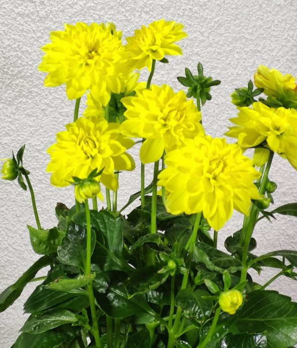 Yıldız Çiçeği Sarı (Dahlia Pinnata) - 2