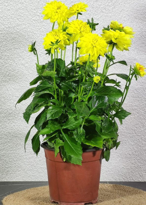 Yıldız Çiçeği Sarı (Dahlia Pinnata) - 3