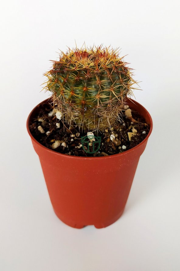Parodia Erubescens Özel Tür Kaktüs 5.5 cm Saksıda