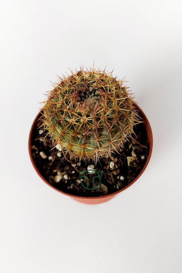 Parodia Erubescens Özel Tür Kaktüs 5.5 cm Saksıda - 3
