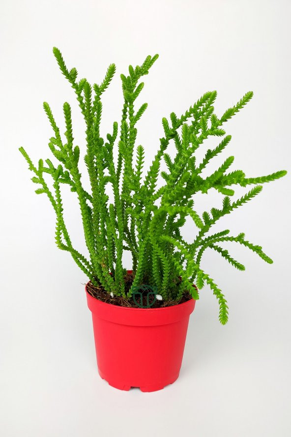 Prenses Çamı Crassula Muscosa Sukulent 8.5 cm Kırmızı Saksıda