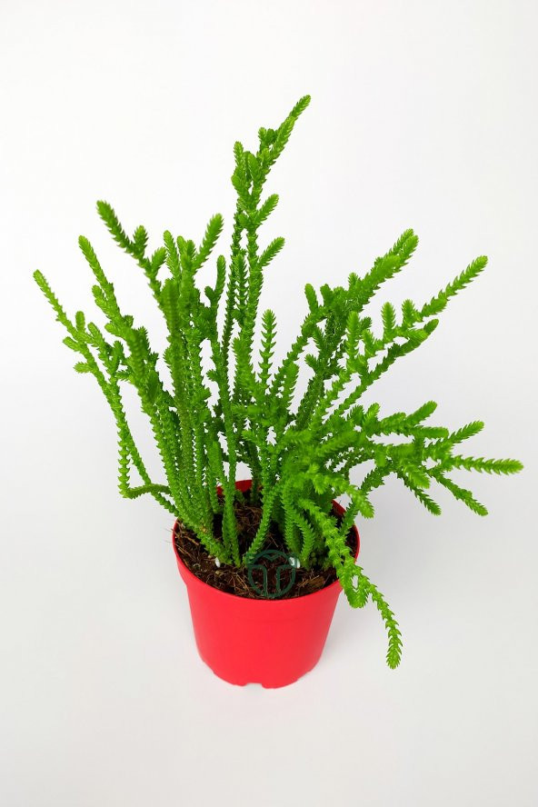 Prenses Çamı Crassula Muscosa Sukulent 8.5 cm Kırmızı Saksıda - 2