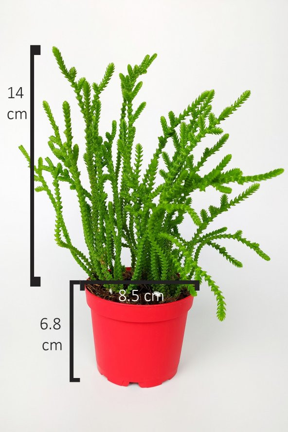 Prenses Çamı Crassula Muscosa Sukulent 8.5 cm Kırmızı Saksıda - 4