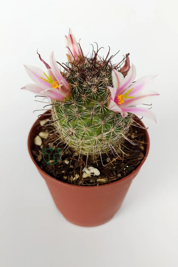 Mammillaria Bombycina Çengel Dikenli Pembe Çiçekli Kaktüs 5.5 cm Saksıda - 2