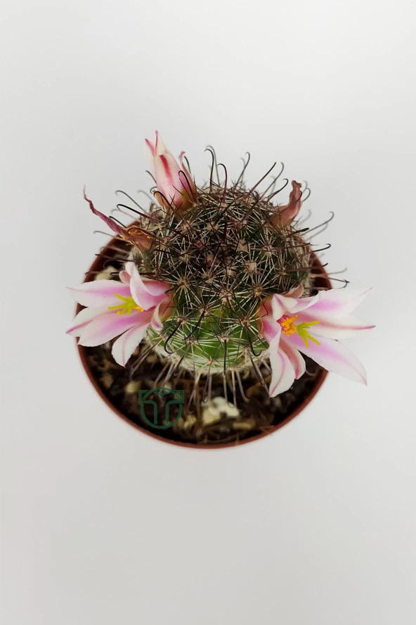 Mammillaria Bombycina Çengel Dikenli Pembe Çiçekli Kaktüs 5.5 cm Saksıda - 3
